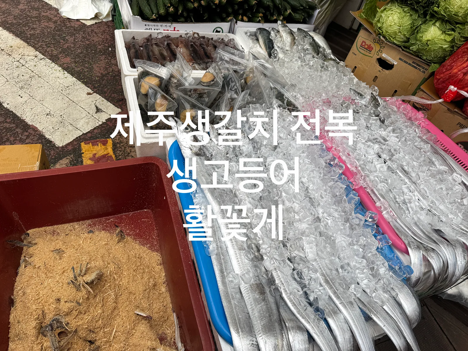 싱싱당당 드리고 이야기 사진 1